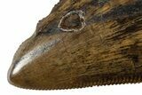 Superb Serrated Tyrannosaur Tooth - Judith River Formation #313296-2